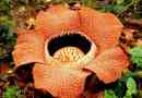 Rafflesia arnold